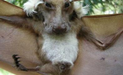 世界上最大最可爱的果蝠