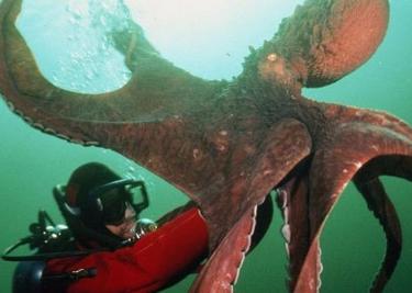 海洋最大的生物排名