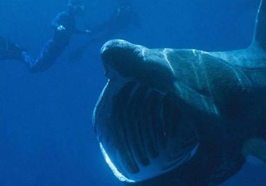 海洋最大的生物排名