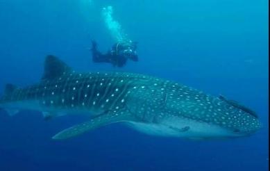 海洋最大的生物排名