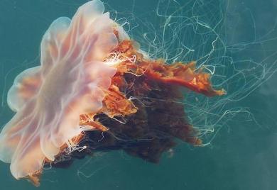 海洋最大的生物排名
