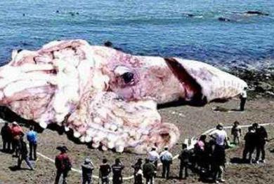 海洋最大的生物排名