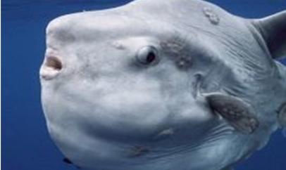 海洋最大的生物排名