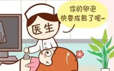 备孕卵泡发育不好吃什么