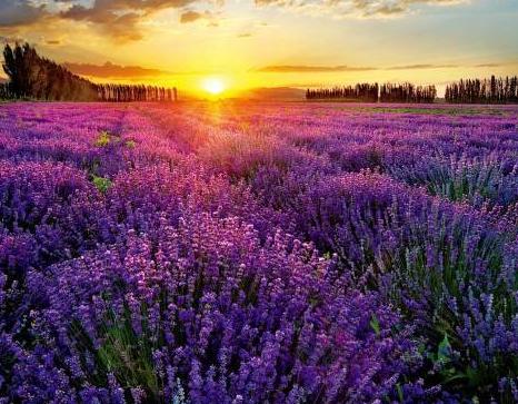 中国薰衣草最多的地方在哪里