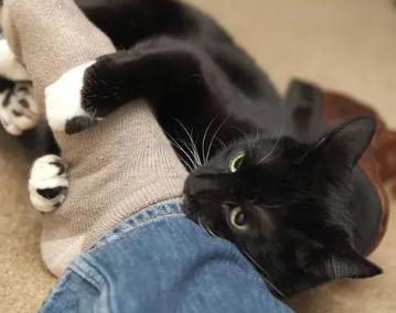 猫恨主人怎么挽救