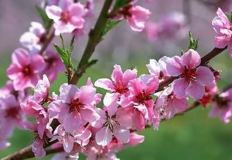 怎样描写春天的花