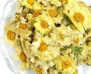 杭白菊的功效与作用点