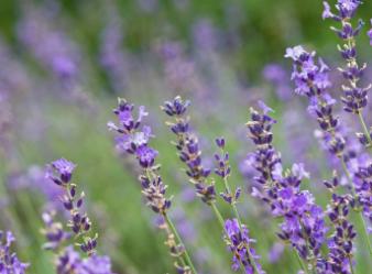 薰衣草什么时候开的最旺盛
