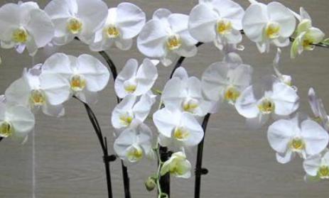 蝴蝶兰花的养殖方法和注意事项