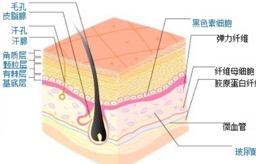 美容基础知识大全资料