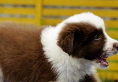 哪种边牧最稀有