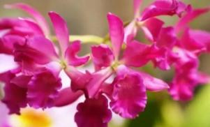 世界各国的国花是什么