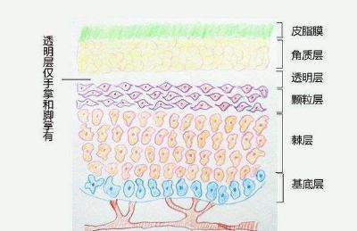 表皮层的结构和功能