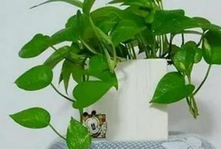 绿萝的养殖方法及注意事项