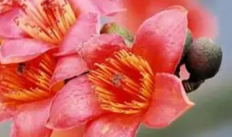 木棉花的功效与作用