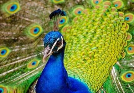 以孔雀为主题的诗词