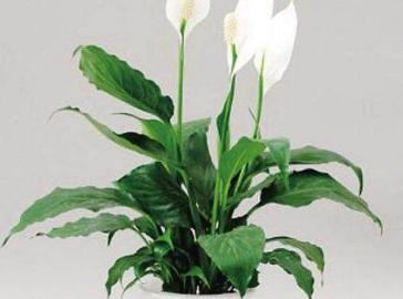 适合放室内的盆景有哪些