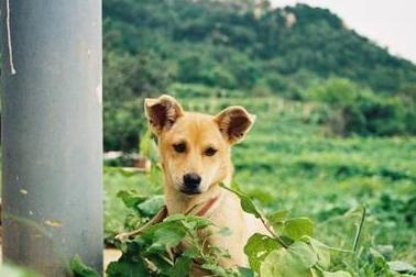 中国10大禁犬