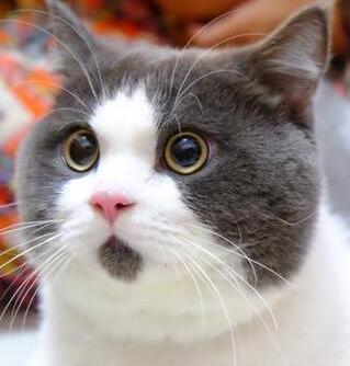 小猫的性格特征