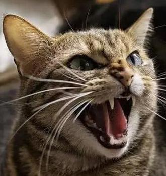 小猫的性格特征