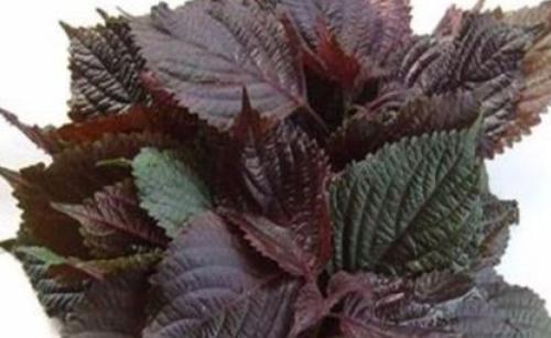 紫苏的功效与作用及食用方法