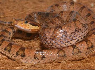 农村常见的蛇图片大全