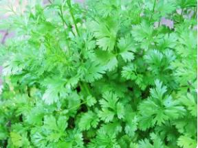 芫荽是什么植物