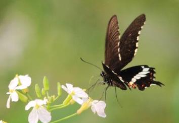 蝴蝶寓意是什么