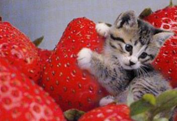 世界上最小的猫