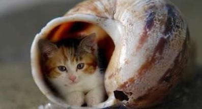 世界上最小的猫