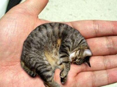 世界上最小的猫