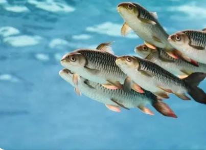 梦见鱼咬我的手是什么意思