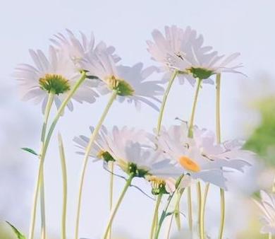 好看又治愈的背景图