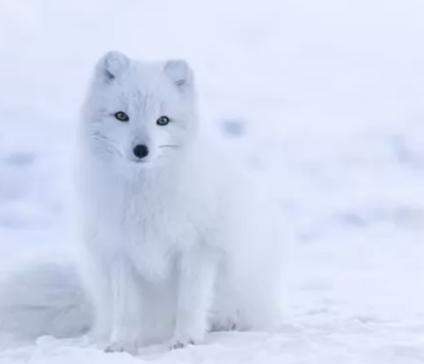 世界上颜值最高的10大动物