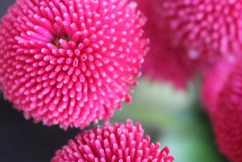 小雏菊品种大全及图片