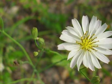 小雏菊品种大全及图片