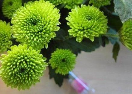 小雏菊品种大全及图片