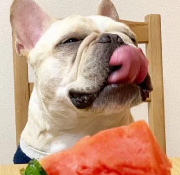 法斗犬的生活习性