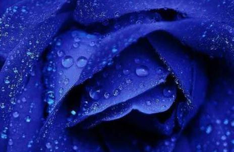 蓝色妖姬的花语是什么意思