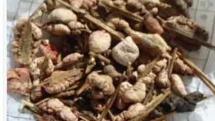 五个治疗痛风民间小偏方