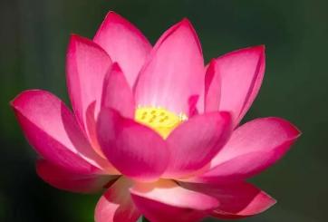 关于荷花的寓意和象征