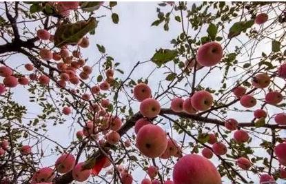 梦见硕果累累预示什么