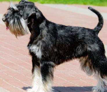 小型宠物犬排名