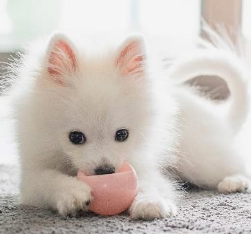 小型宠物犬排名