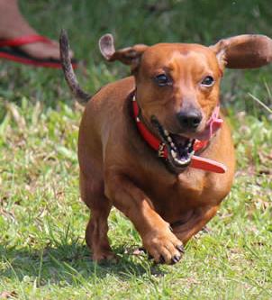 小型宠物犬排名