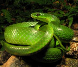 关于蛇的词语有什么