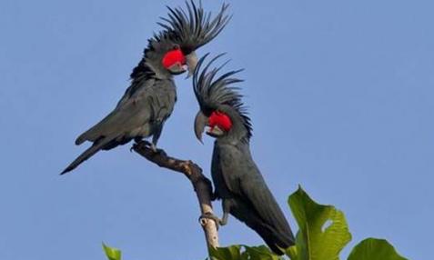 世界上最丑的鹦鹉