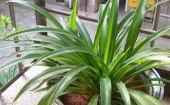 柜子有刺鼻的味道是甲醛吗