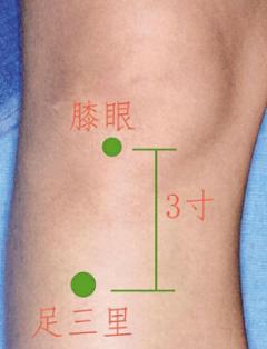 足三里的准确位置图